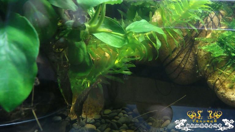 快过元旦了·········发发家底