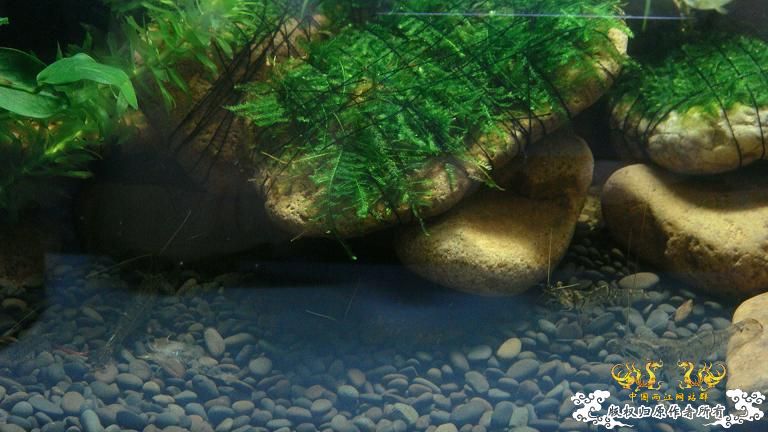 快过元旦了·········发发家底