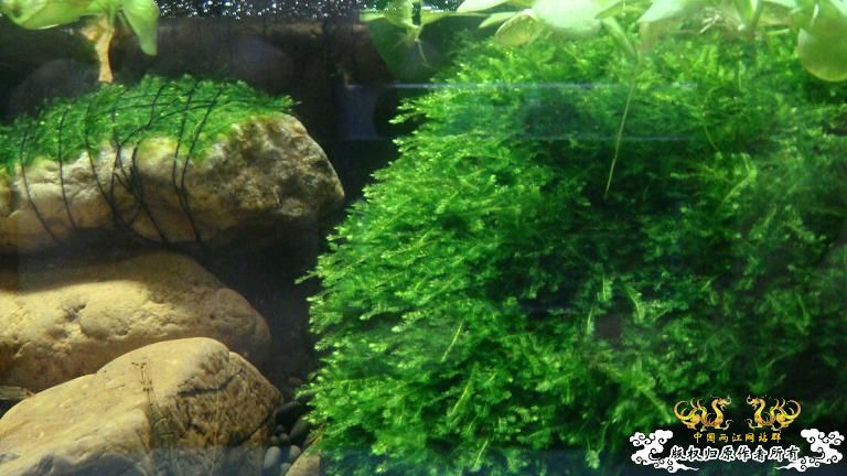 快过元旦了·········发发家底