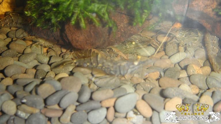 快过元旦了·········发发家底