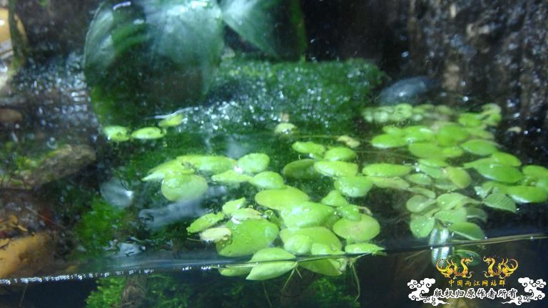 快过元旦了·········发发家底