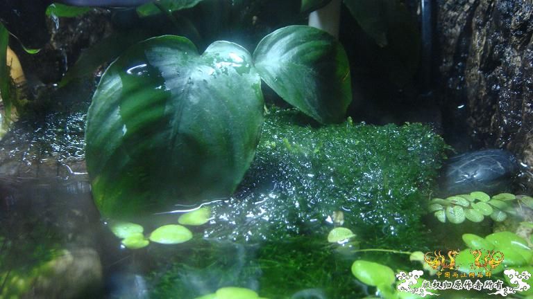 快过元旦了·········发发家底