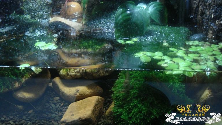 快过元旦了·········发发家底