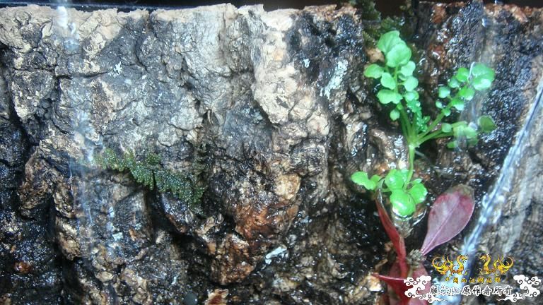 快过元旦了·········发发家底