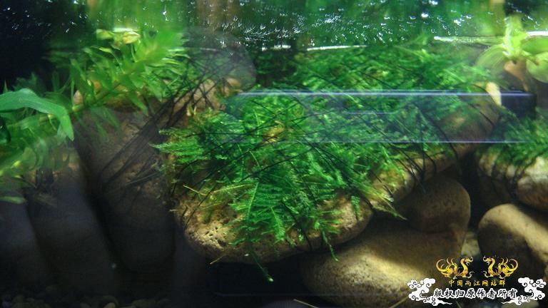 快过元旦了·········发发家底