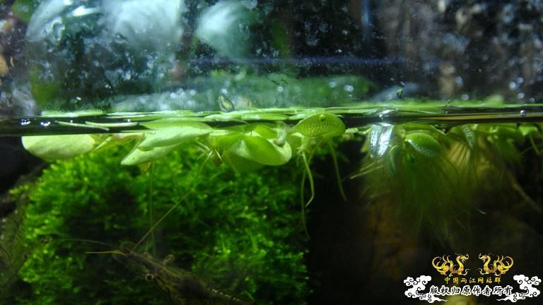 快过元旦了·········发发家底