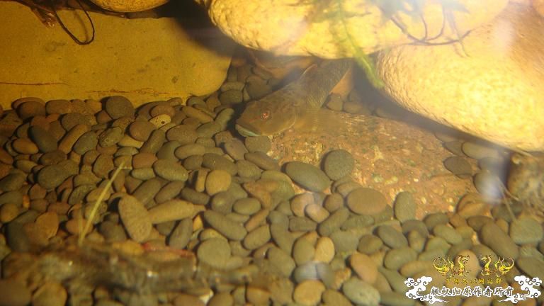 快过元旦了·········发发家底