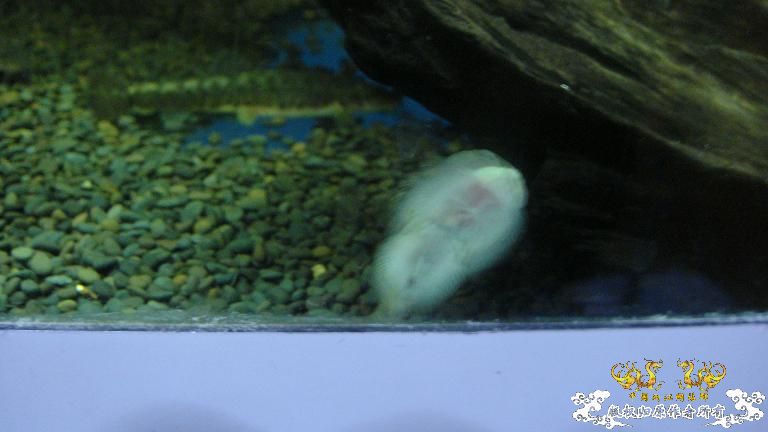 快过元旦了·········发发家底