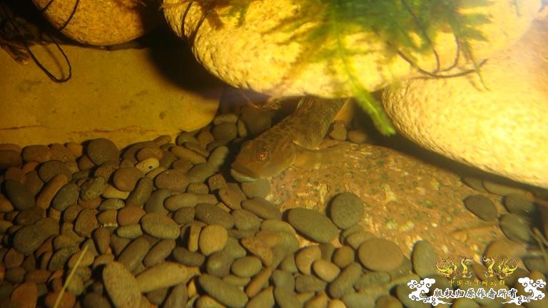 快过元旦了·········发发家底