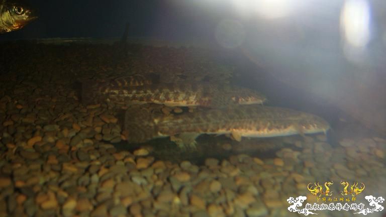 快过元旦了·········发发家底