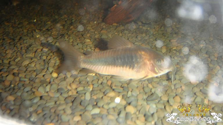 快过元旦了·········发发家底