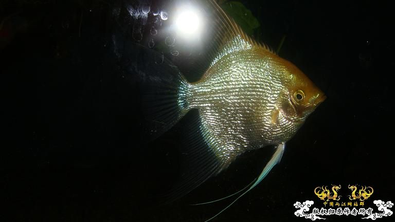 快过元旦了·········发发家底