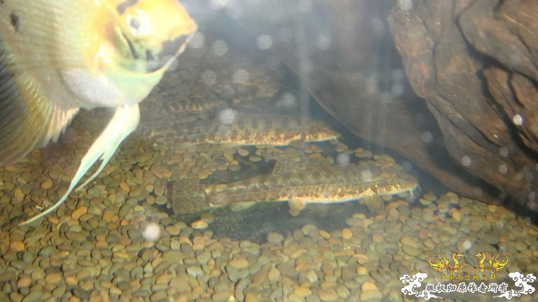 快过元旦了·········发发家底