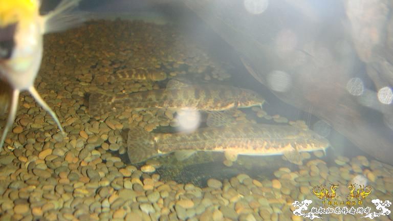 快过元旦了·········发发家底