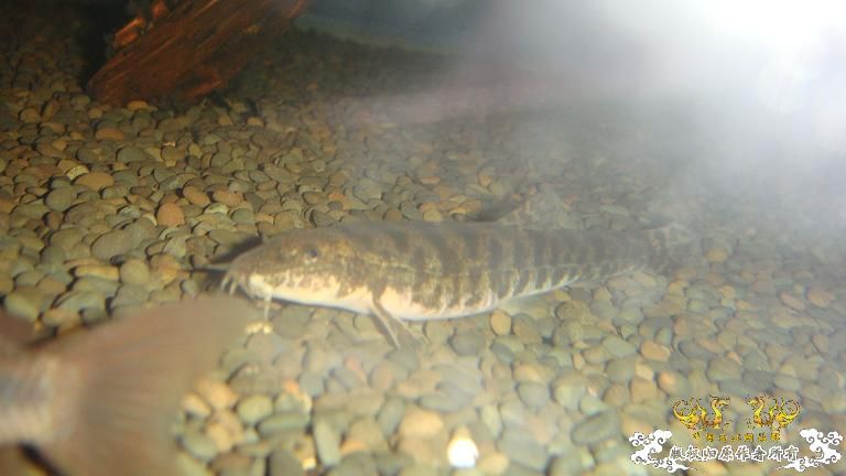 快过元旦了·········发发家底