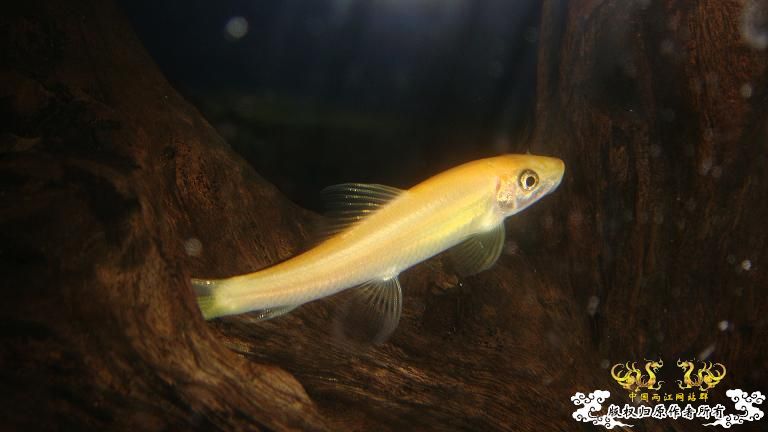 快过元旦了·········发发家底