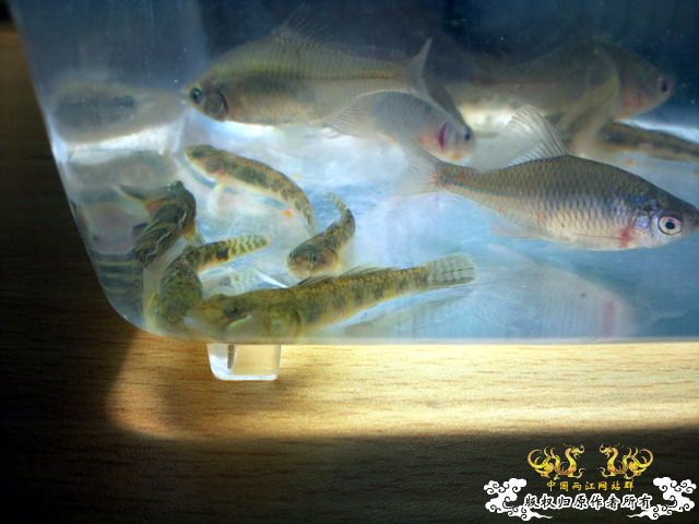 今天淘到高体外，还有虾虎（应该是波氏吧）