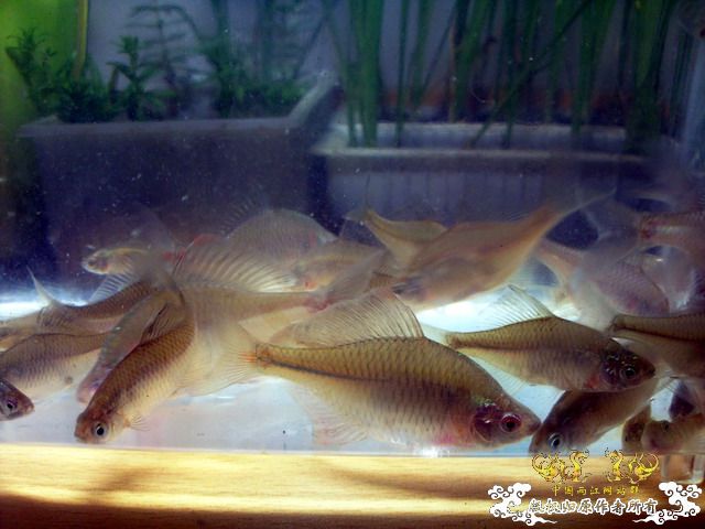 今天淘到高体外，还有虾虎（应该是波氏吧）