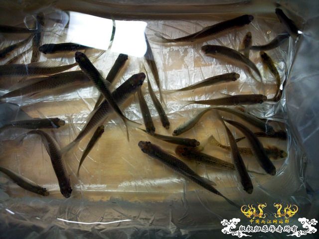 今天淘到高体外，还有虾虎（应该是波氏吧）