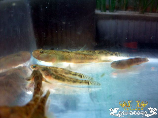 今天淘到高体外，还有虾虎（应该是波氏吧）