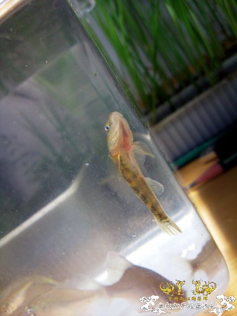 今天淘到高体外，还有虾虎（应该是波氏吧）