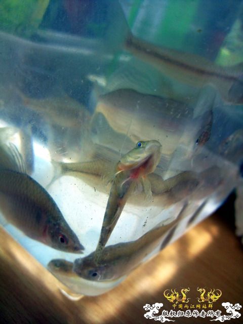 今天淘到高体外，还有虾虎（应该是波氏吧）