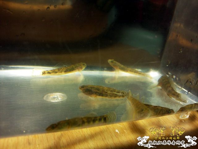 今天淘到高体外，还有虾虎（应该是波氏吧）