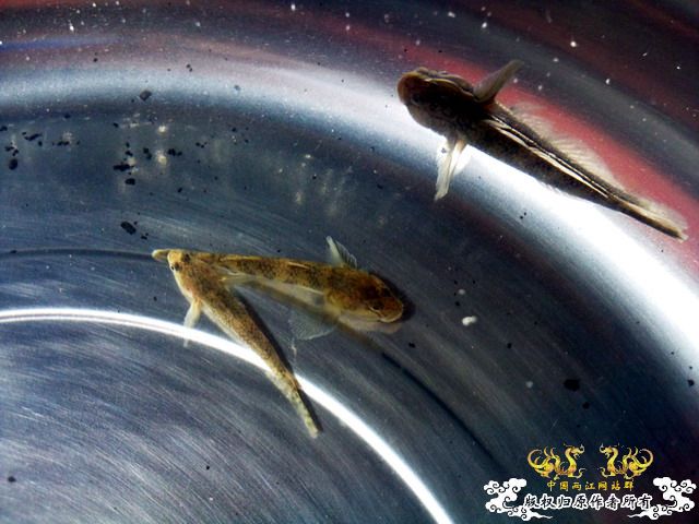 今天淘到高体外，还有虾虎（应该是波氏吧）