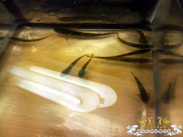 今天淘到高体外，还有虾虎（应该是波氏吧）