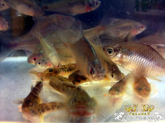 今天淘到高体外，还有虾虎（应该是波氏吧）