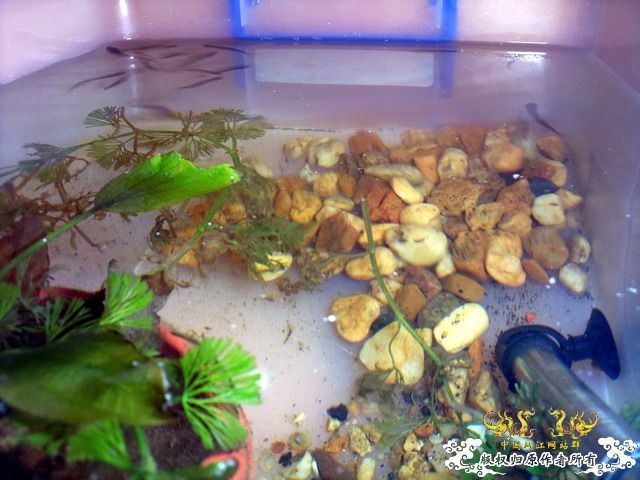 整理箱养鳑鲏（40*30）