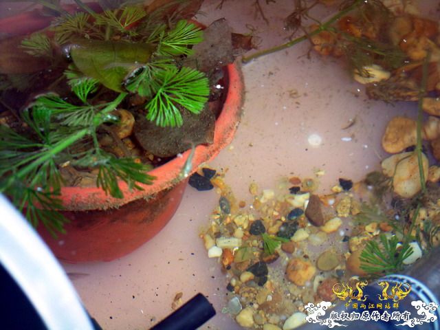 整理箱养鳑鲏（40*30）