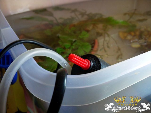 整理箱养鳑鲏（40*30）