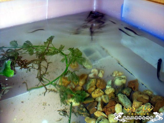 整理箱养鳑鲏（40*30）