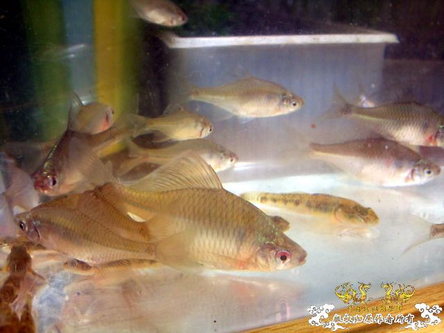 整理箱养鳑鲏（40*30）