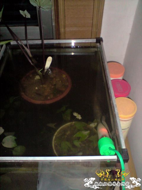 惦记十一回家拍的俩鱼缸了，不知现在情况如何