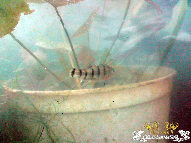 惦记十一回家拍的俩鱼缸了，不知现在情况如何