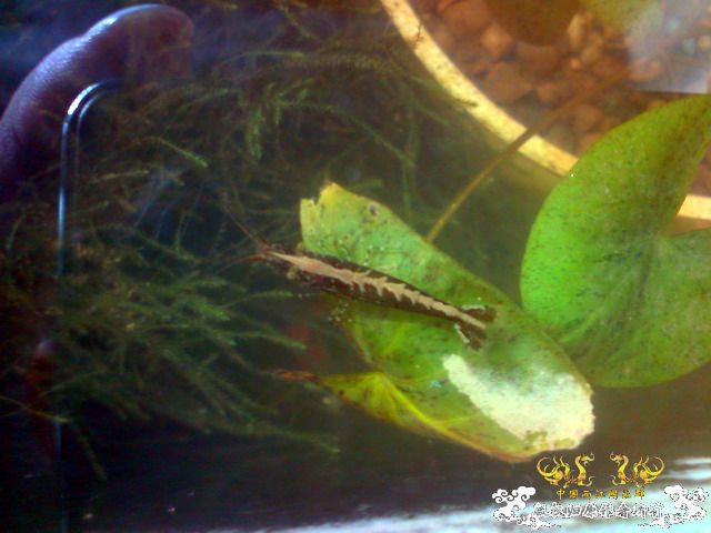 惦记十一回家拍的俩鱼缸了，不知现在情况如何