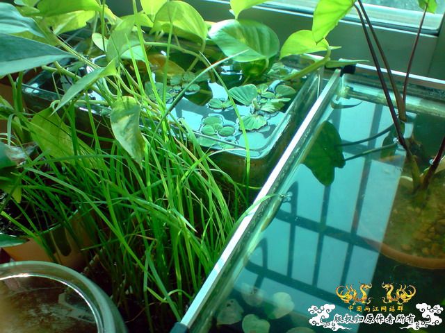 惦记十一回家拍的俩鱼缸了，不知现在情况如何