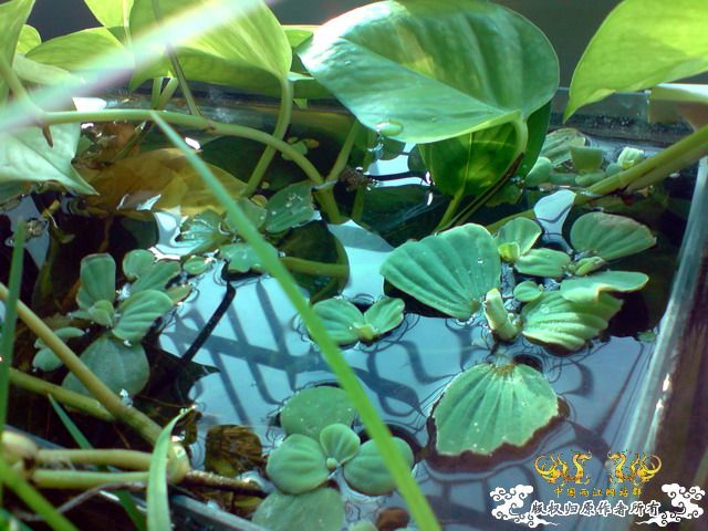 惦记十一回家拍的俩鱼缸了，不知现在情况如何