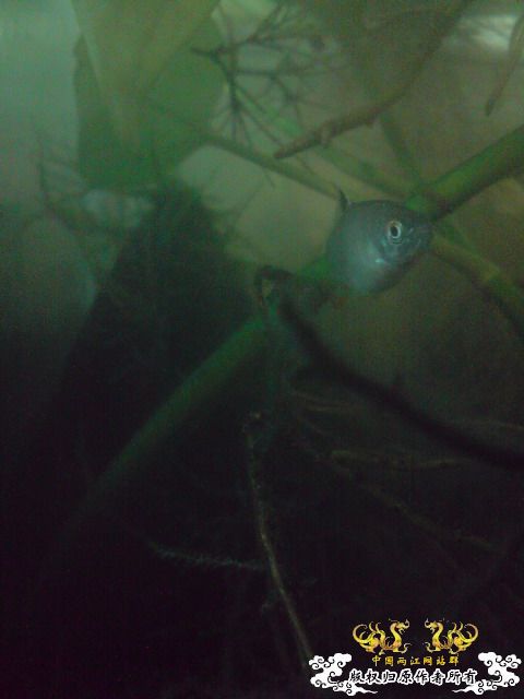 惦记十一回家拍的俩鱼缸了，不知现在情况如何