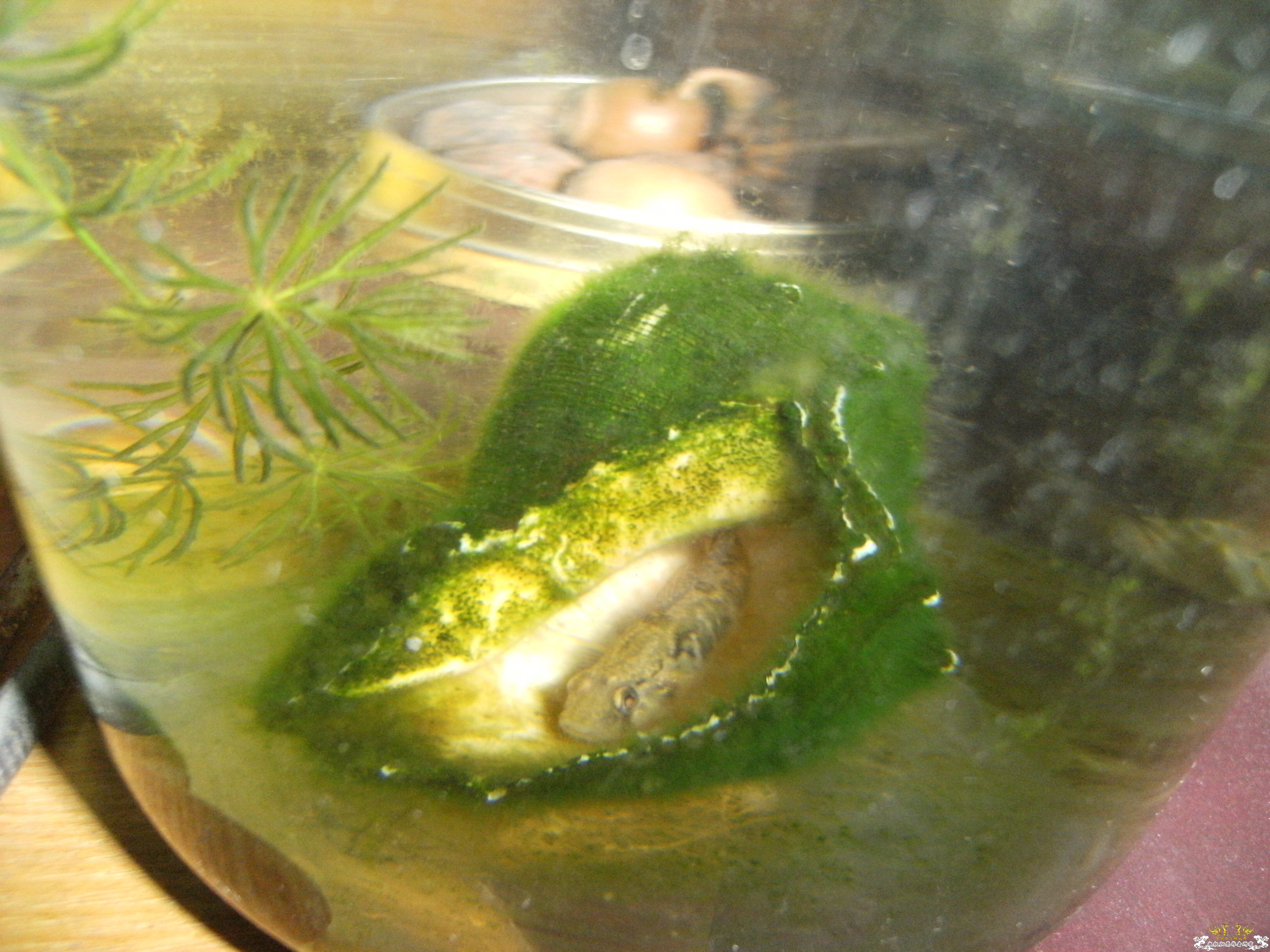 吃荤的罗汉躲起来干嘛！