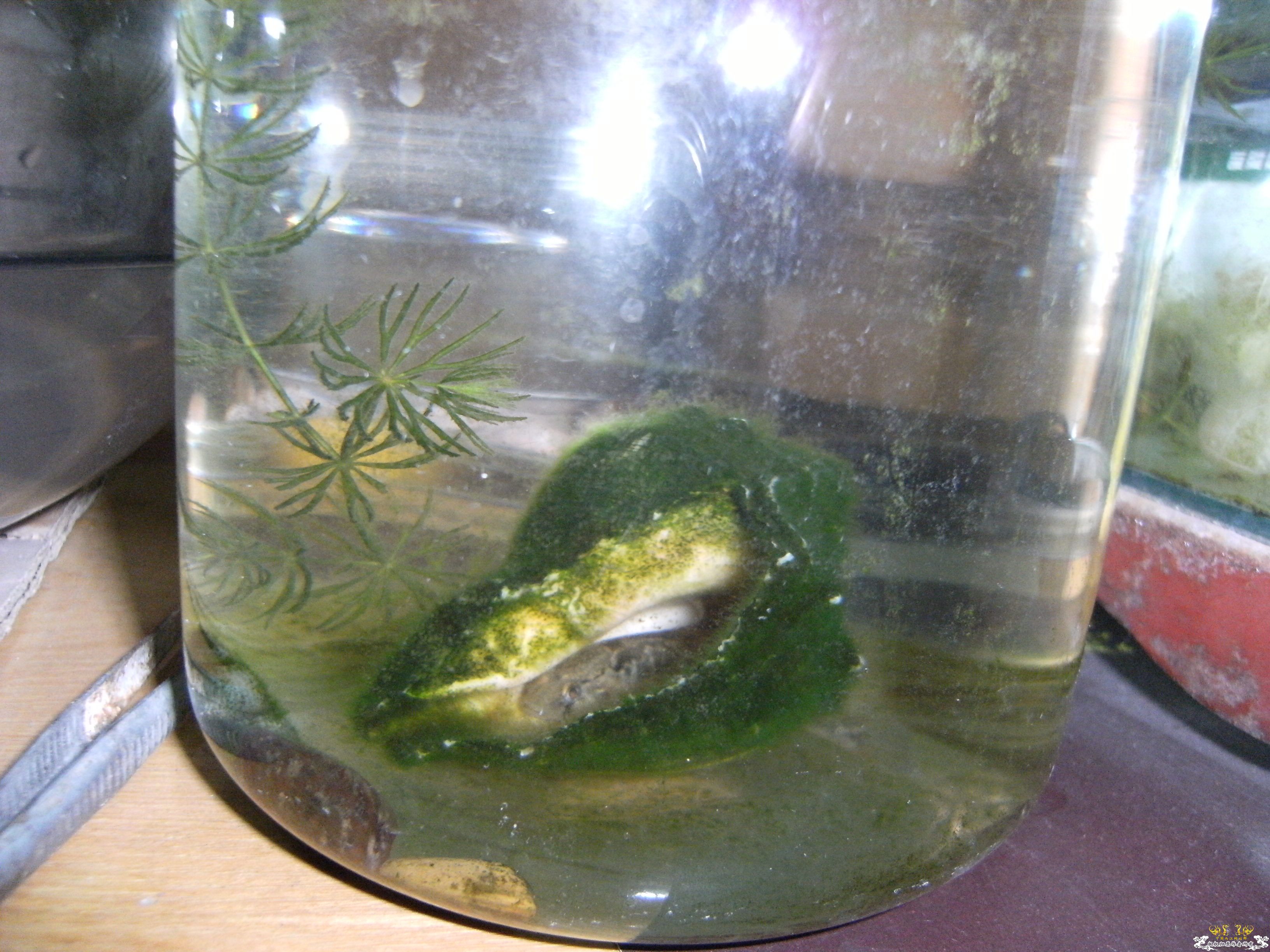 吃荤的罗汉躲起来干嘛！