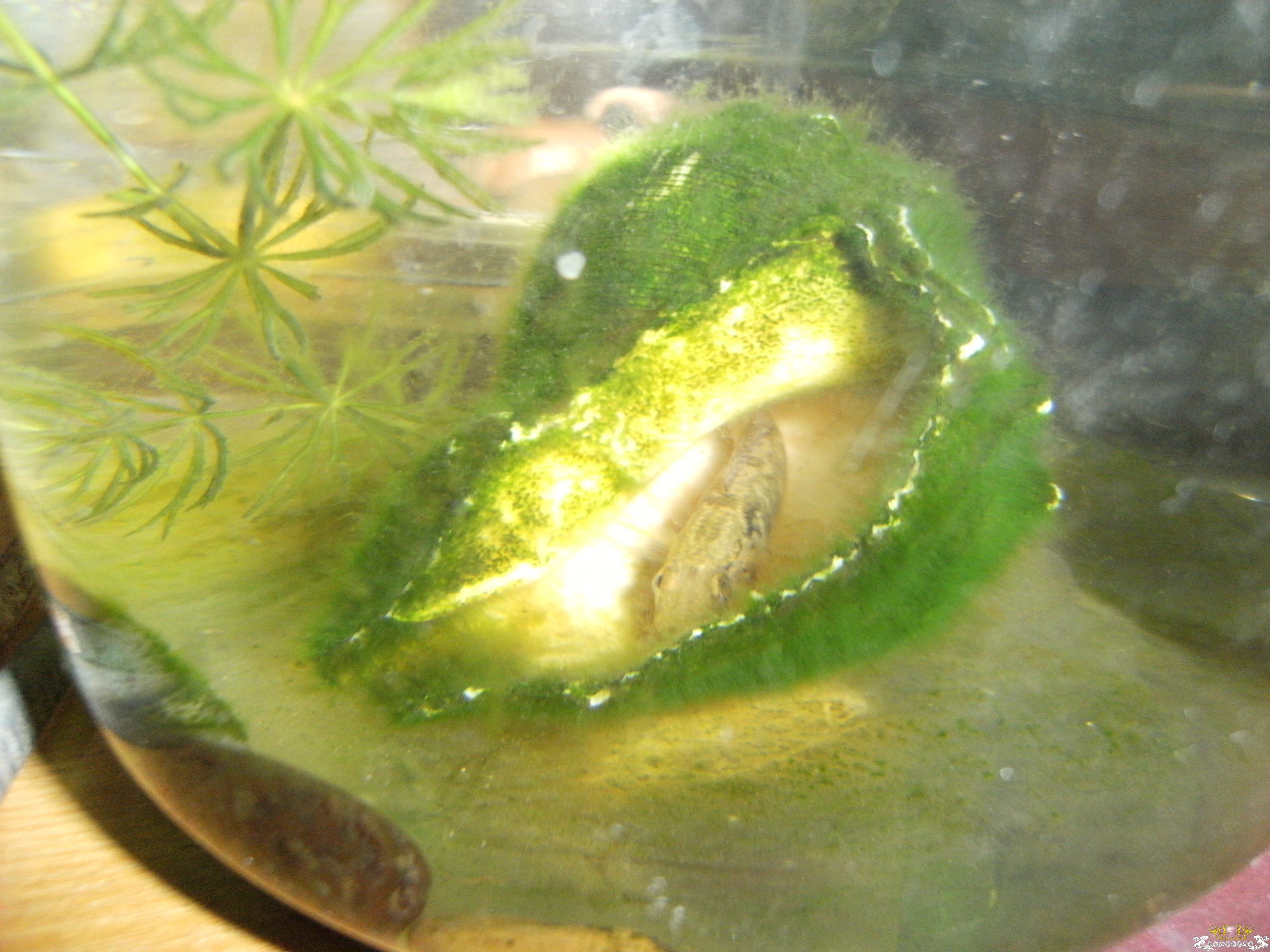 吃荤的罗汉躲起来干嘛！