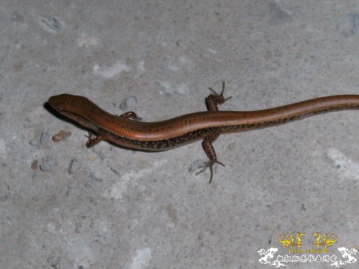 [原创]今年要过去了，整上来