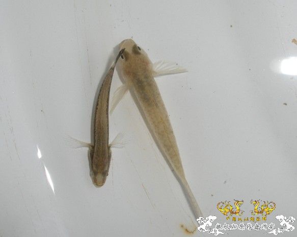 带大家去看看冬天的汽水野采