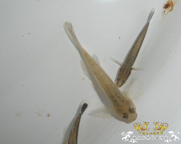 带大家去看看冬天的汽水野采