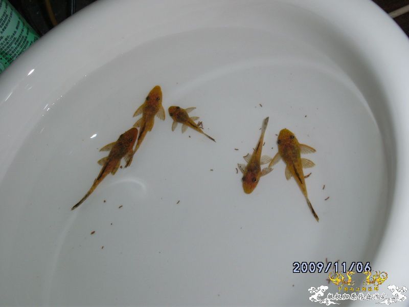 [原创]今年要过去了，整上来