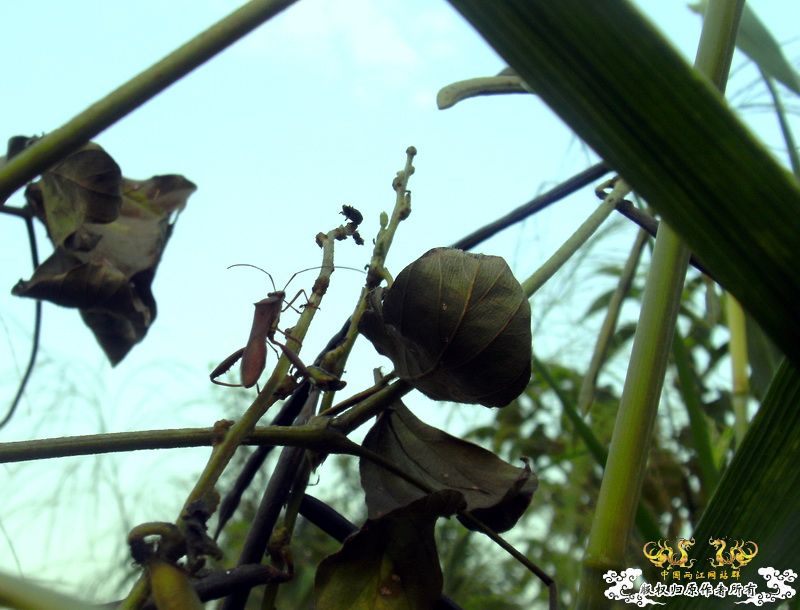 [原创]今年要过去了，整上来