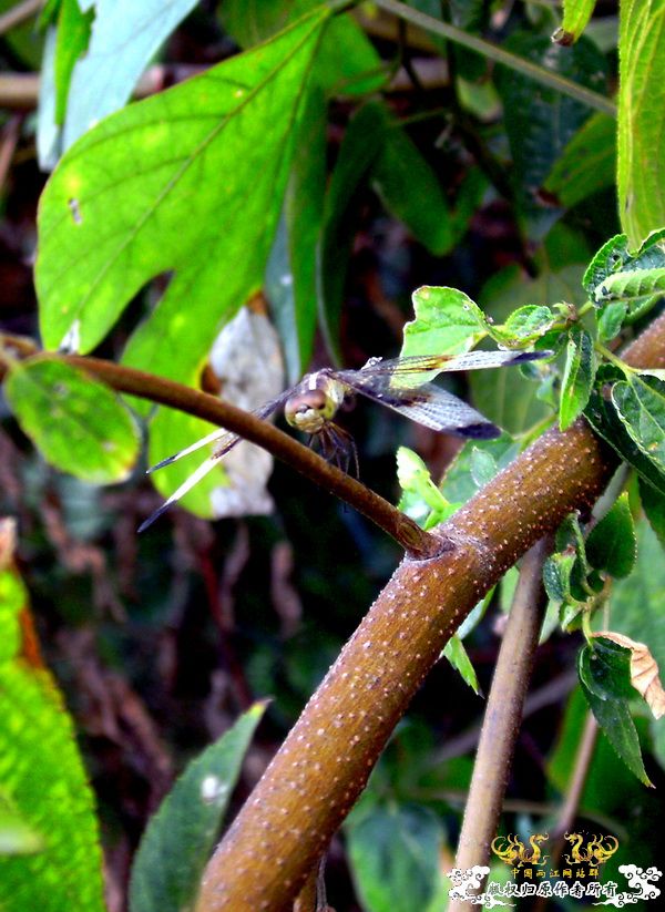[原创]今年要过去了，整上来